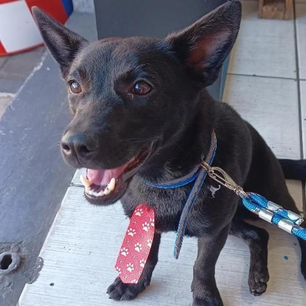 Paçoca, cachorro de porte médio para adoção em Belo Horizonte - MG