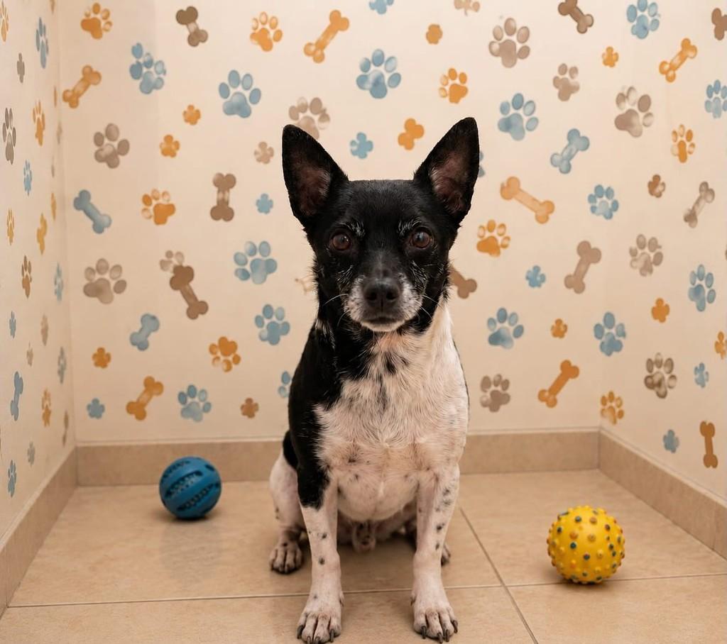 Bidu, cachorro de porte pequeno para adoção em Belo Horizonte - MG