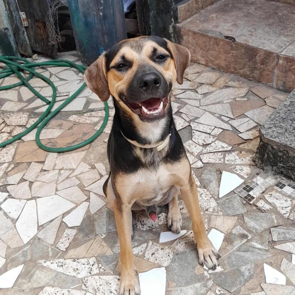 Bituca, cachorro de porte médio para adoção em Belo Horizonte - MG