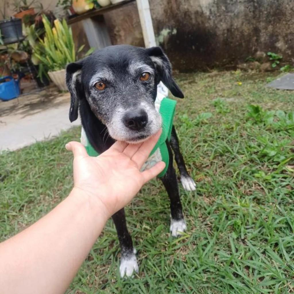 Coceira, cachorro de porte médio para adoção em Belo Horizonte - MG