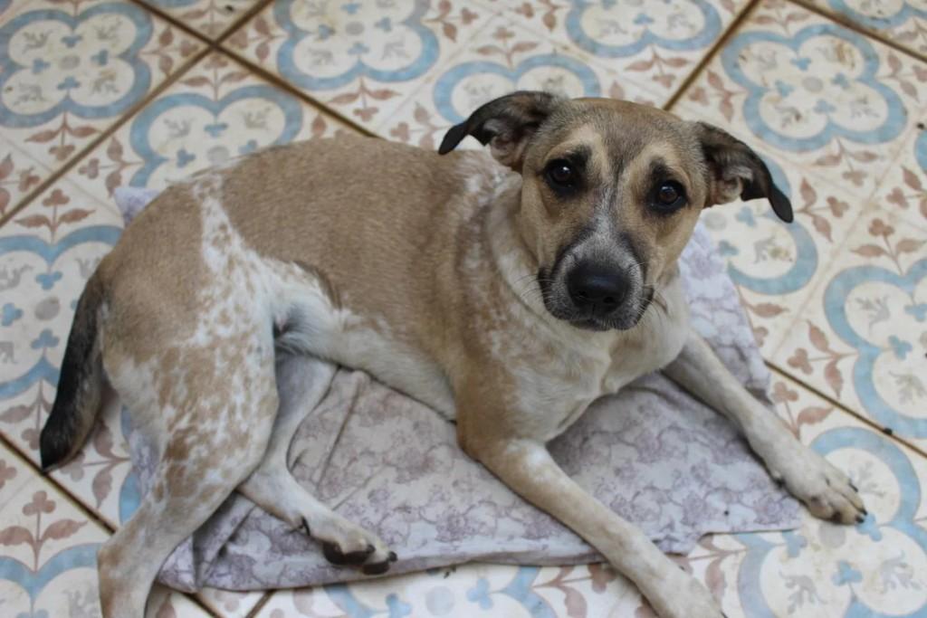 Duna, cadela de porte médio para adoção em Belo Horizonte - MG