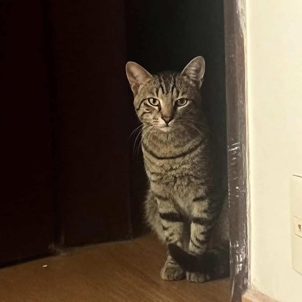 Loki, gato de porte pequeno para adoção em Belo Horizonte - MG
