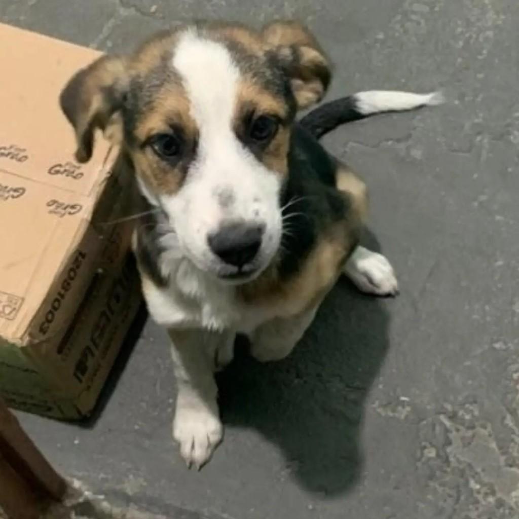 Lola, cadela de porte médio para adoção em Belo Horizonte - MG