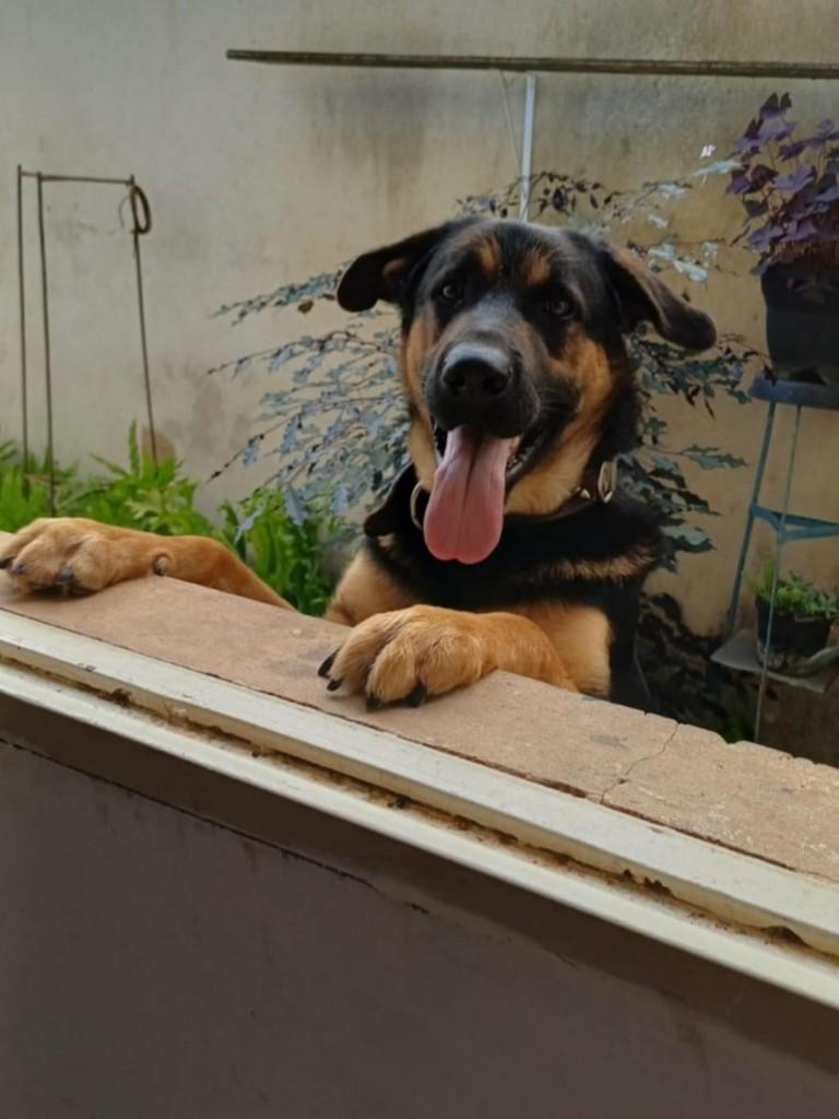 Preto, cachorro de porte grande para adoção em Belo Horizonte - MG
