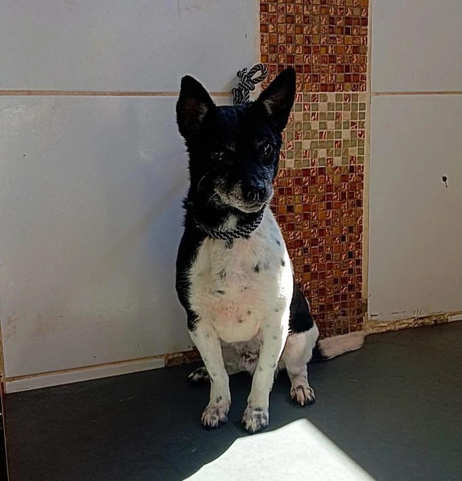 Duke, cachorro de porte pequeno para adoção em Belo Horizonte - MG