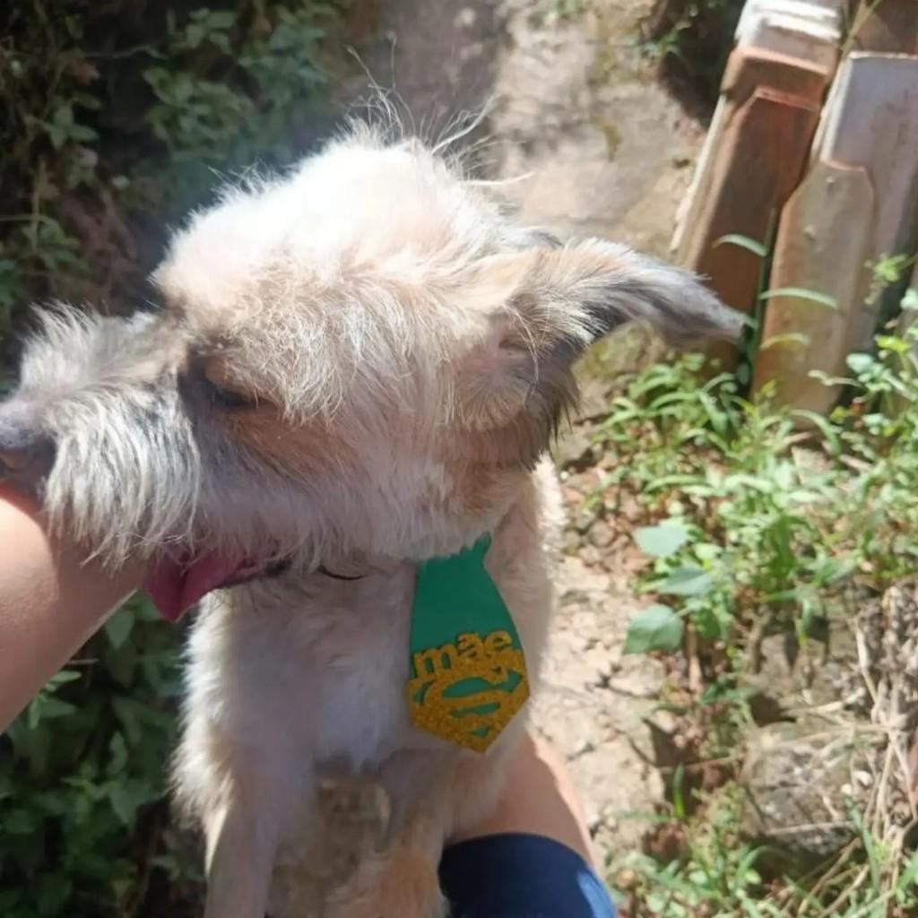 Theo, cachorro de porte pequeno para adoção em Belo Horizonte - MG