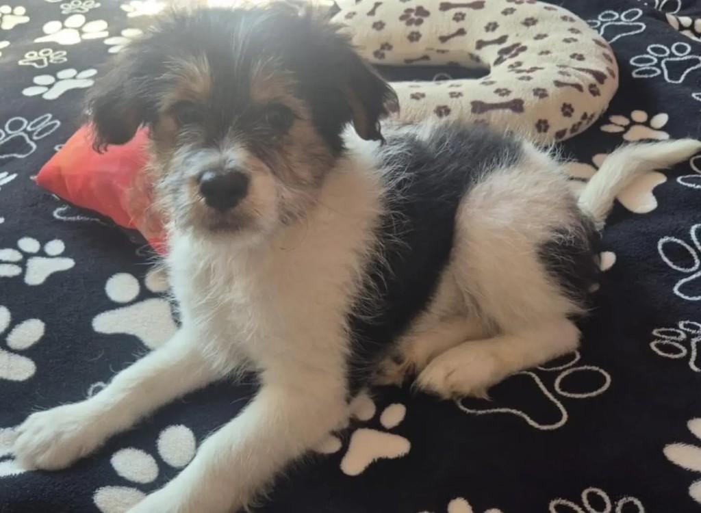 Tom Tom, cachorro de porte pequeno para adoção em Belo Horizonte - MG