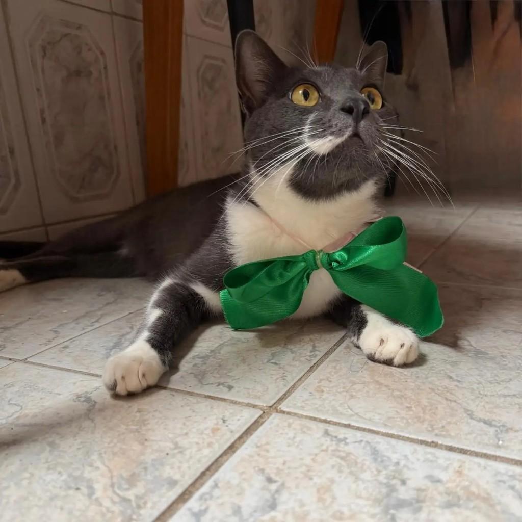 Alfredo, gato de porte médio para adoção em Belo Horizonte - MG