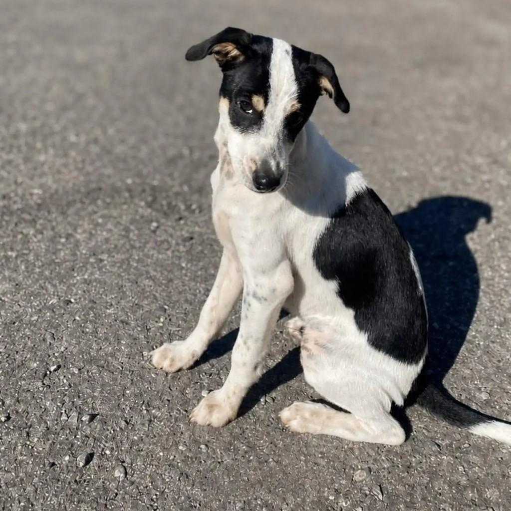 Yasmin, cachorro de porte médio para adoção em Belo Horizonte - MG