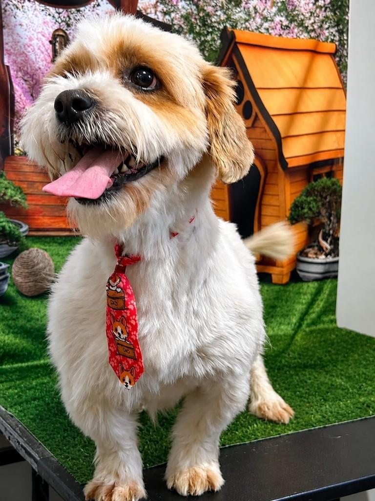 Lucky, cachorro de porte pequeno para adoção em Belo Horizonte - MG