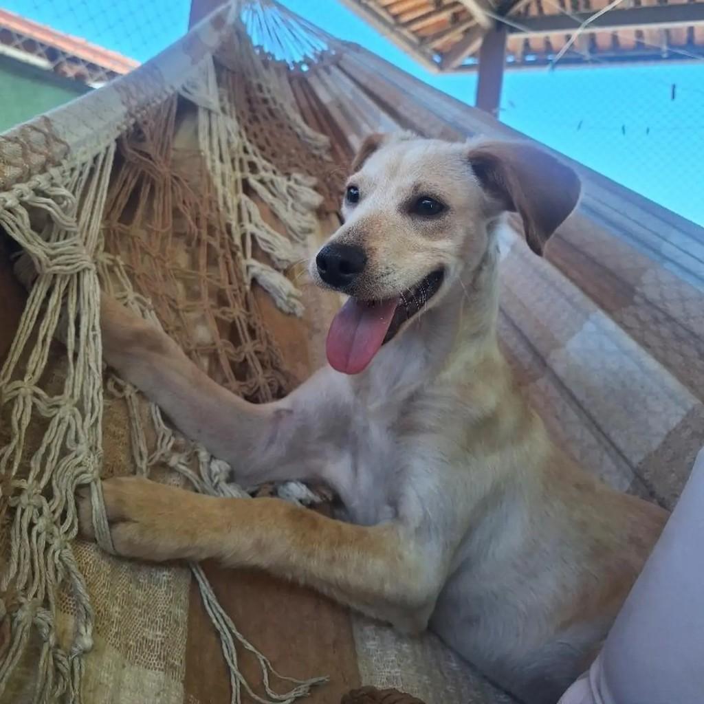 Tiago, cachorro de porte médio para adoção em Belo Horizonte - MG