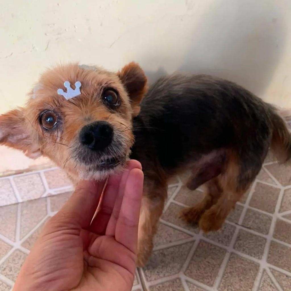 Fred, cachorro de porte pequeno para adoção em Belo Horizonte - MG