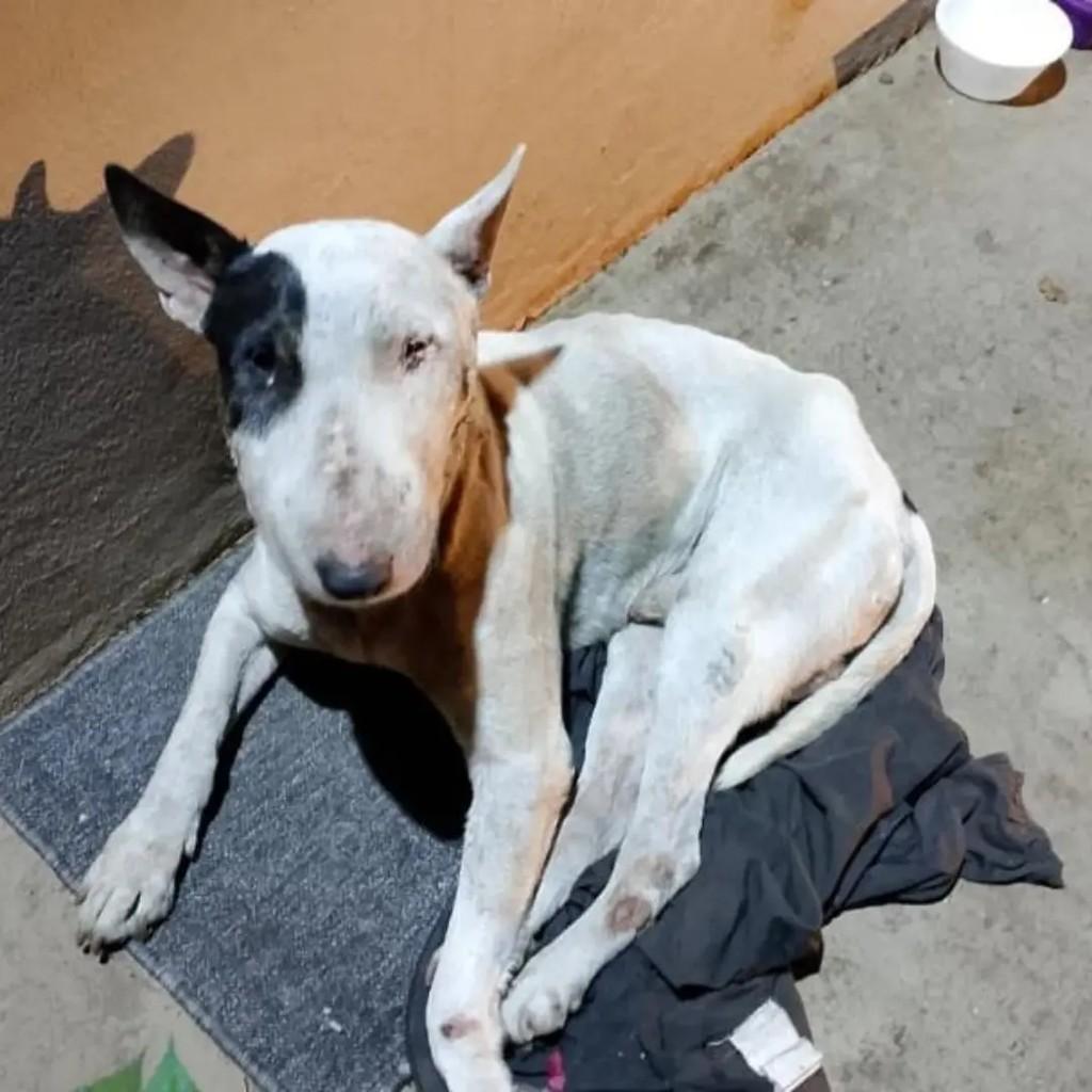 Bull Terrier, cachorro de porte grande para adoção em Belo Horizonte - MG