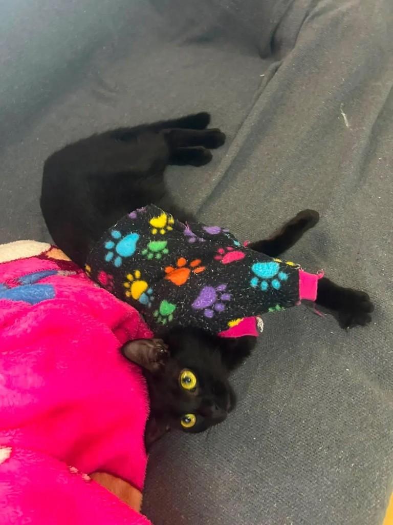 Elvira, gato de porte pequeno para adoção em Belo Horizonte - MG