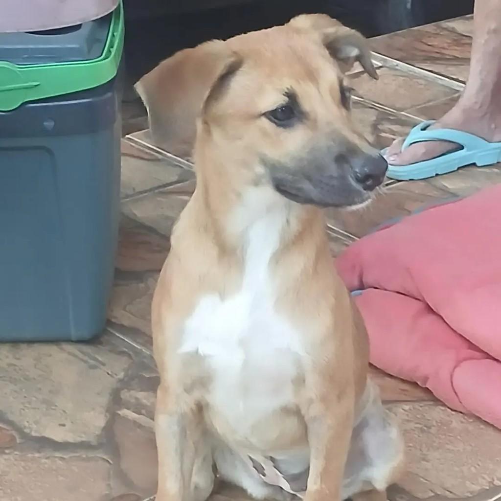 Mocinha Caramelo, cadela de porte médio para adoção em Belo Horizonte - MG