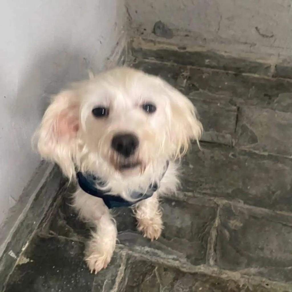 Pandora, cadela de porte pequeno para adoção em Belo Horizonte - MG