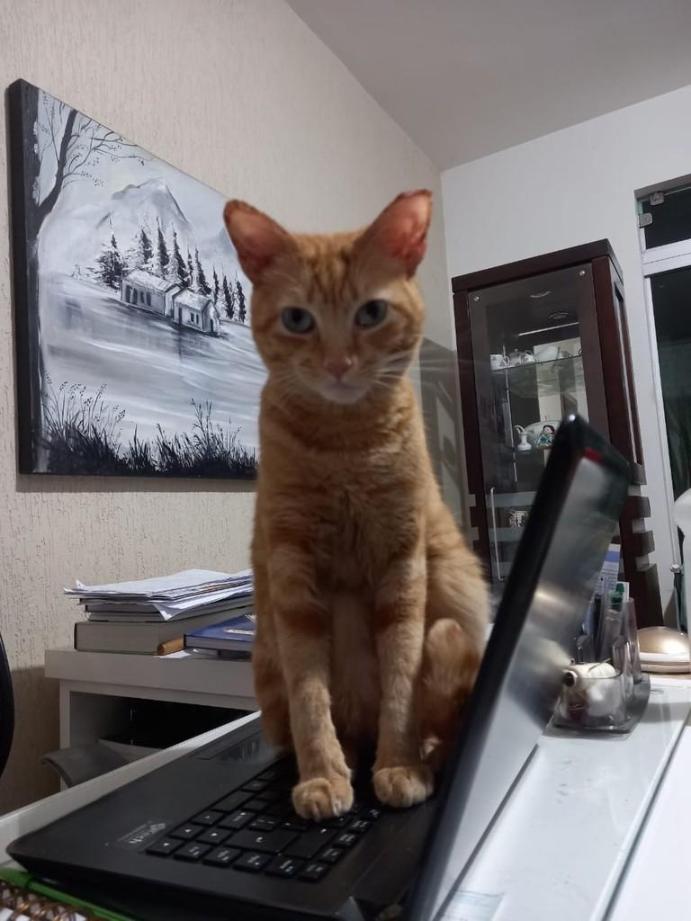 Mimi, gato de porte pequeno para adoção em Belo Horizonte - MG