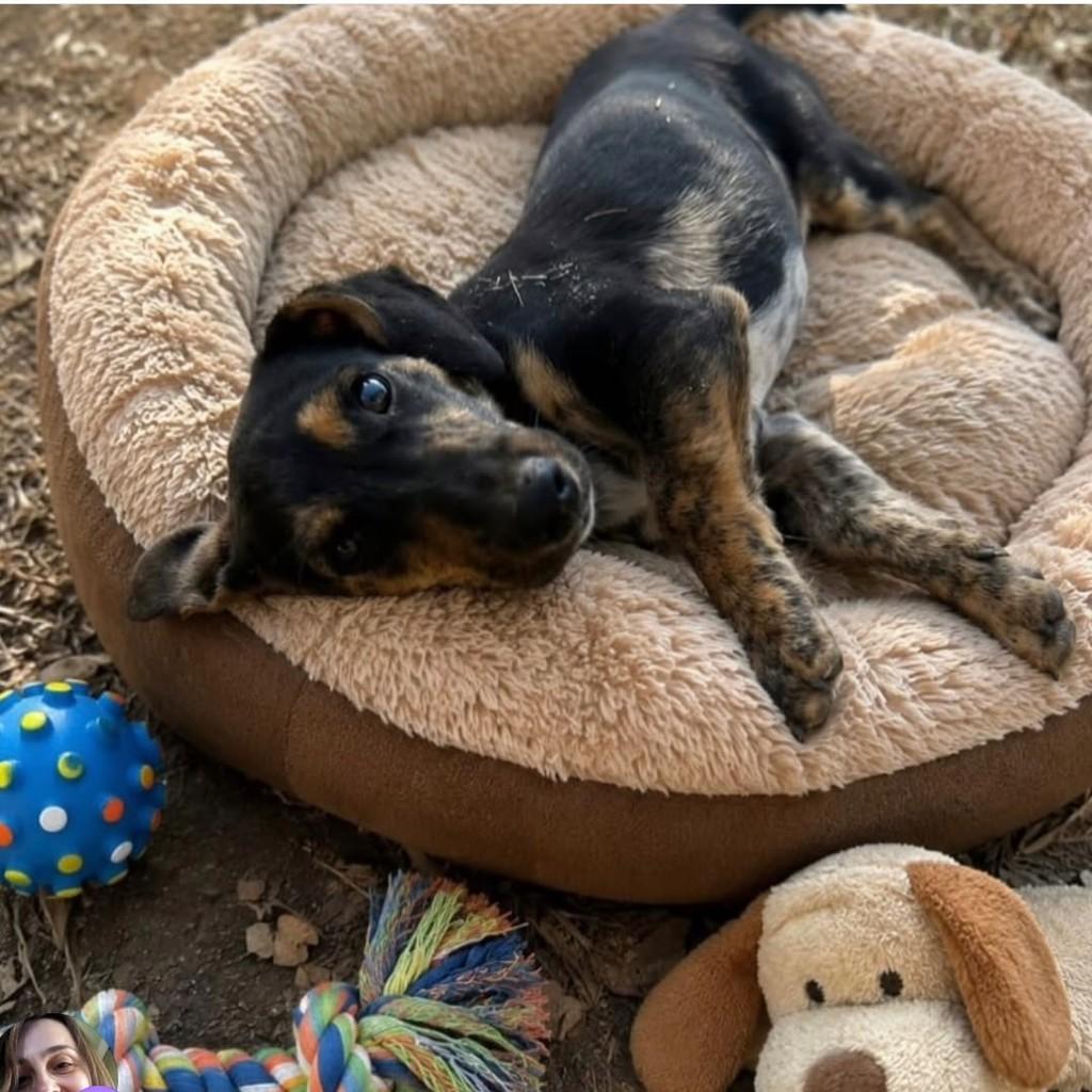 Sabor  Teckel ou salsicha ou Cofap, cachorro de porte pequeno para adoção em Belo Horizonte - MG
