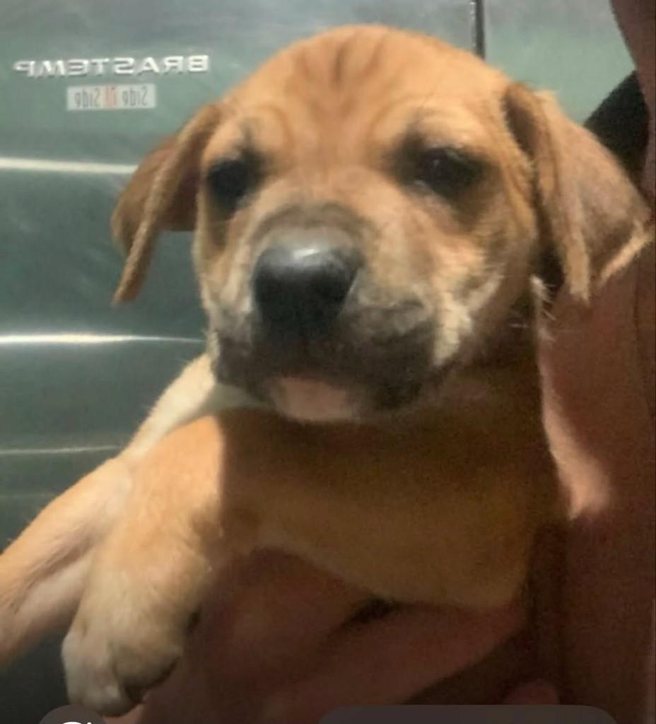 Max, cachorro de porte médio para adoção em Belo Horizonte - MG