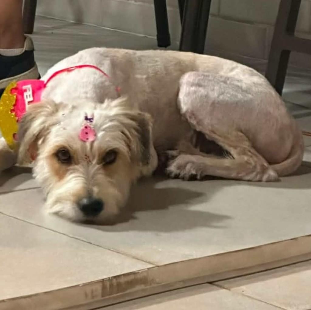 Lolla, cadela de porte pequeno para adoção em Belo Horizonte - MG
