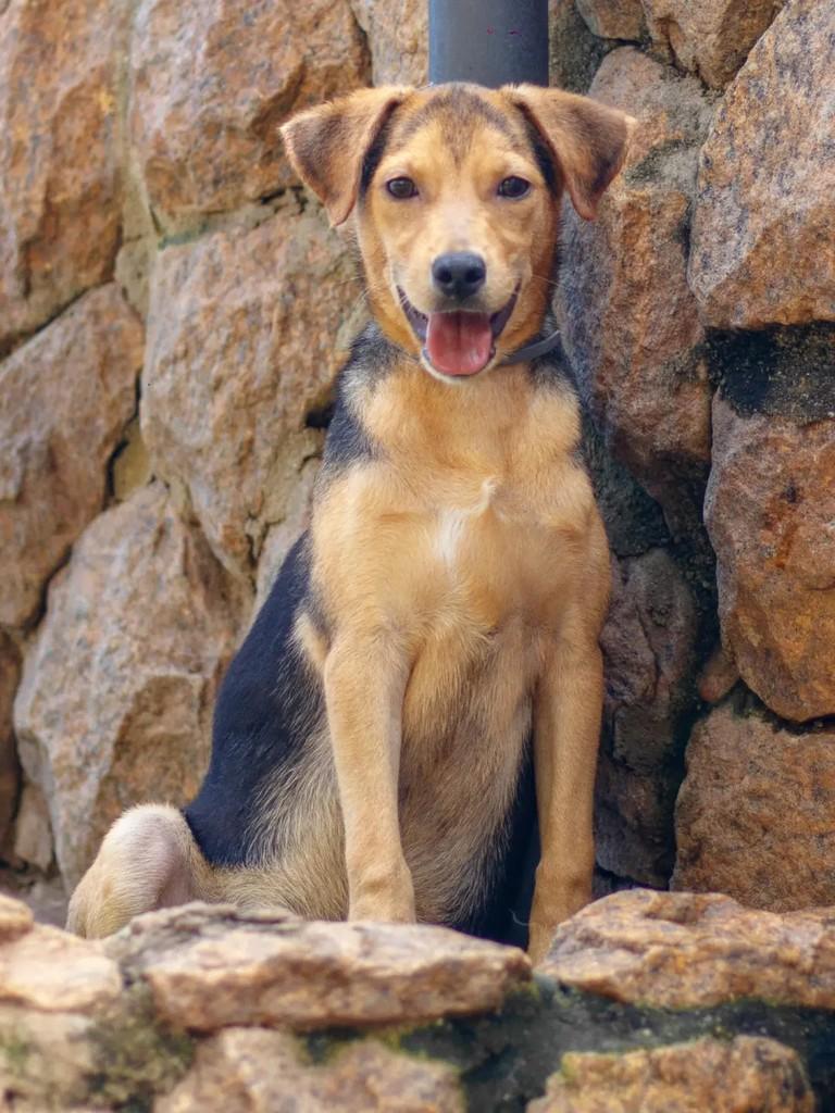 Bombom, cachorro de porte médio para adoção em Belo Horizonte - MG