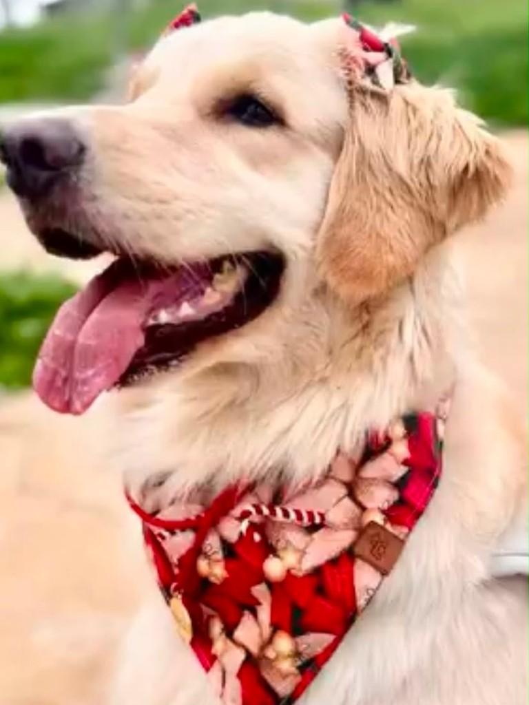 Raica, cachorro de porte médio para adoção em Belo Horizonte - MG