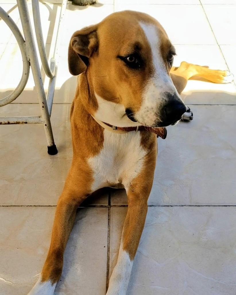 Maya, cadela de porte médio para adoção em Belo Horizonte - MG