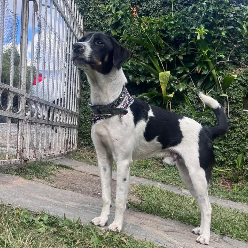 Ragnar, cachorro de porte médio para adoção em Contagem - MG