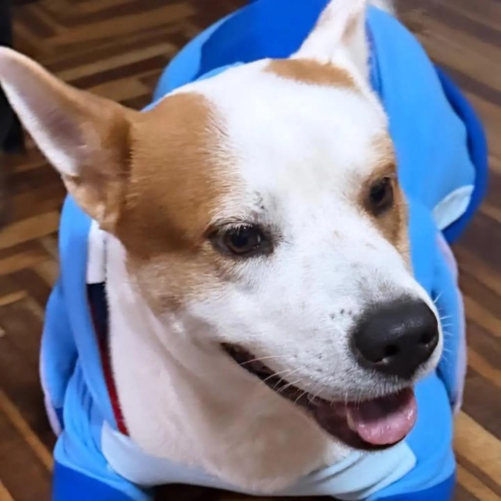 Álvaro, cachorro de porte médio para adoção em Belo Horizonte - MG