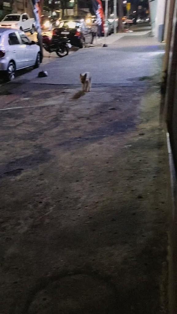 Menininha, cachorro de porte pequeno para adoção em Belo Horizonte - MG