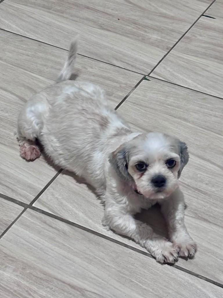 Mel, cadela de porte pequeno para adoção em Belo Horizonte - MG