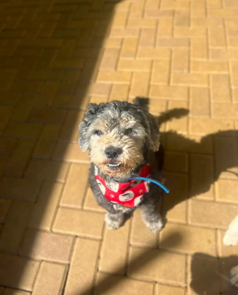 Teddy, cachorro de porte pequeno para adoção em Belo Horizonte - MG
