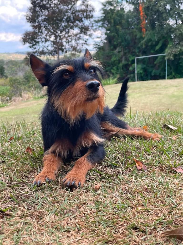 Pequenininho, cachorro de porte pequeno para adoção em Lagoa Santa - MG