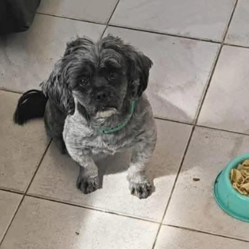 Luky, cachorro de porte pequeno para adoção em Belo Horizonte - MG