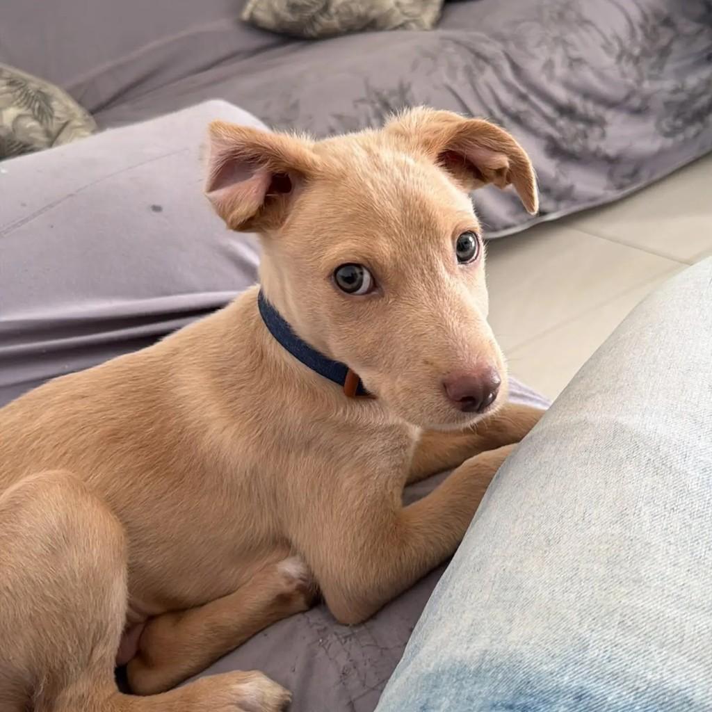 Olivier, cachorro de porte pequeno para adoção em Belo Horizonte - MG