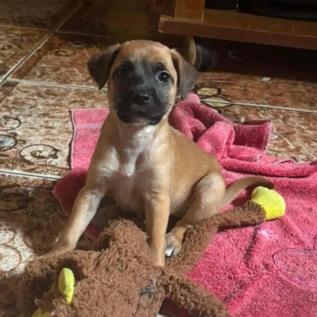 Princesinha, cachorro de porte pequeno para adoção em Belo Horizonte - MG