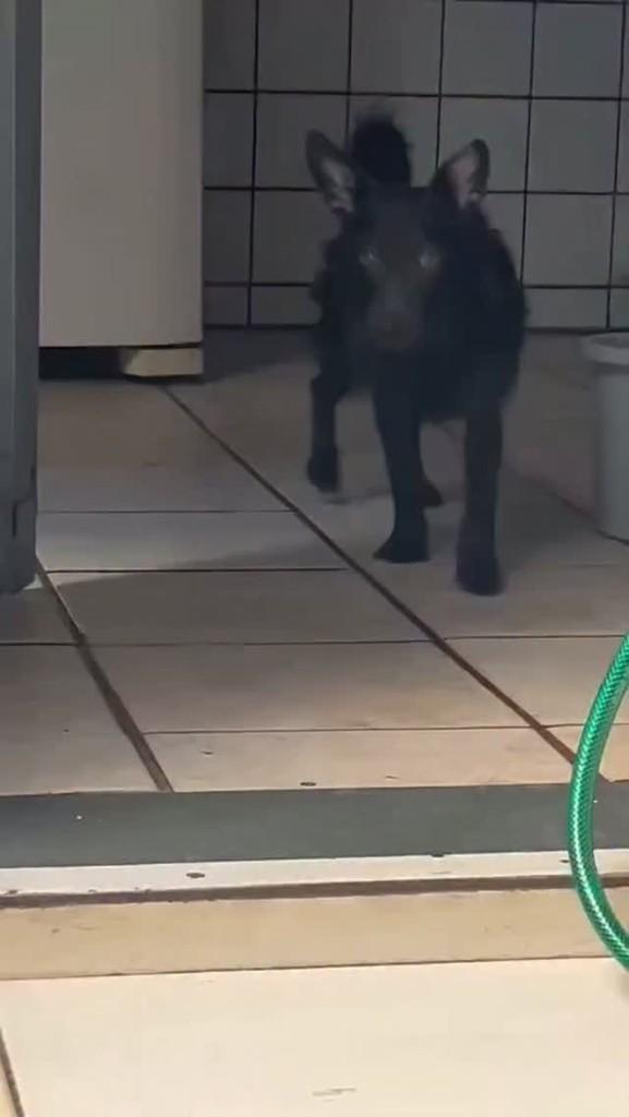 Jorge, cachorro de porte pequeno para adoção em Belo Horizonte - MG