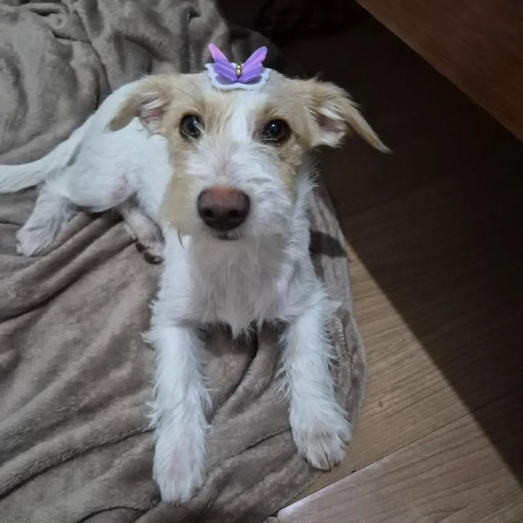 Branquinha, cachorro de porte pequeno para adoção em Belo Horizonte - MG
