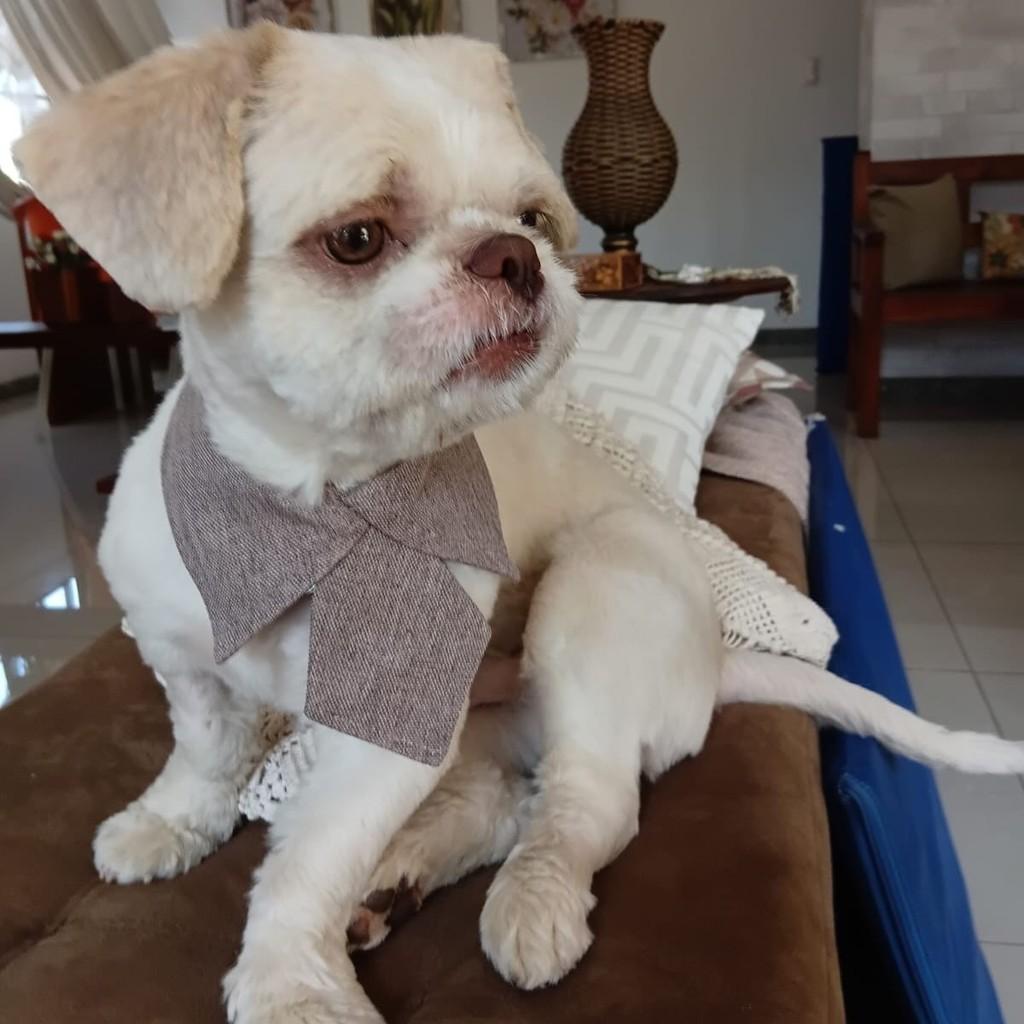 Freddy, cachorro de porte pequeno para adoção em Belo Horizonte - MG