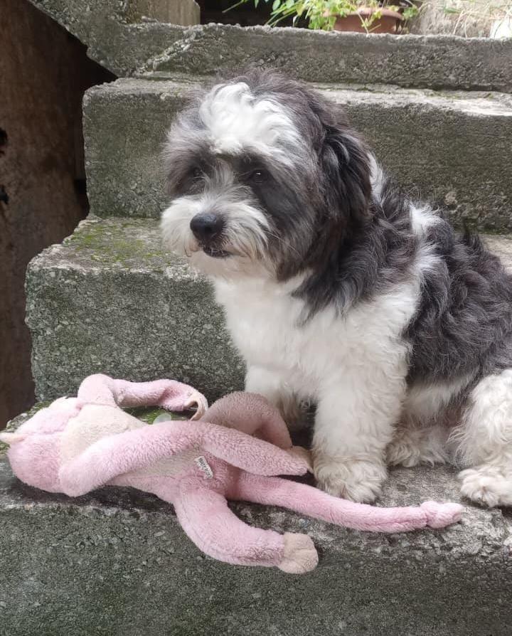 Dudu, cachorro de porte pequeno para adoção em Belo Horizonte - MG
