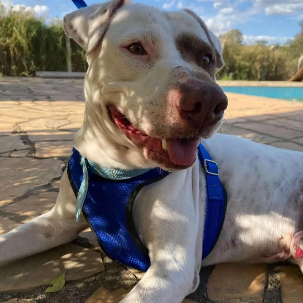 Bold, cachorro de porte médio para adoção em Belo Horizonte - MG