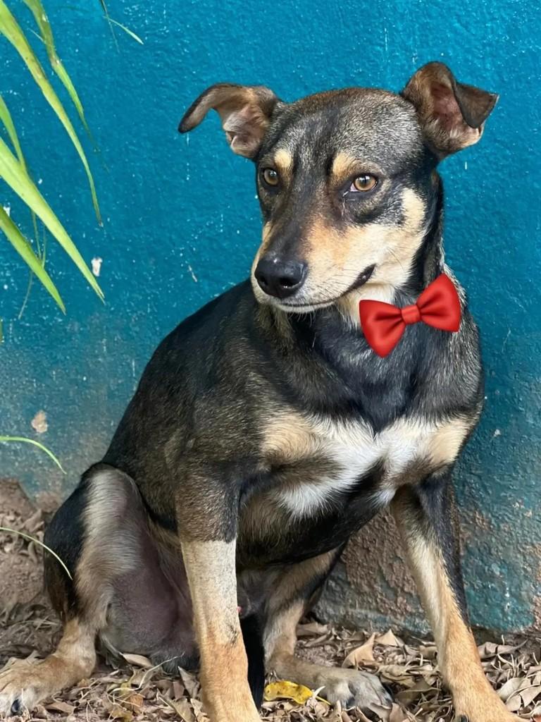 Moreno, cachorro de porte pequeno para adoção em Vespasiano - MG