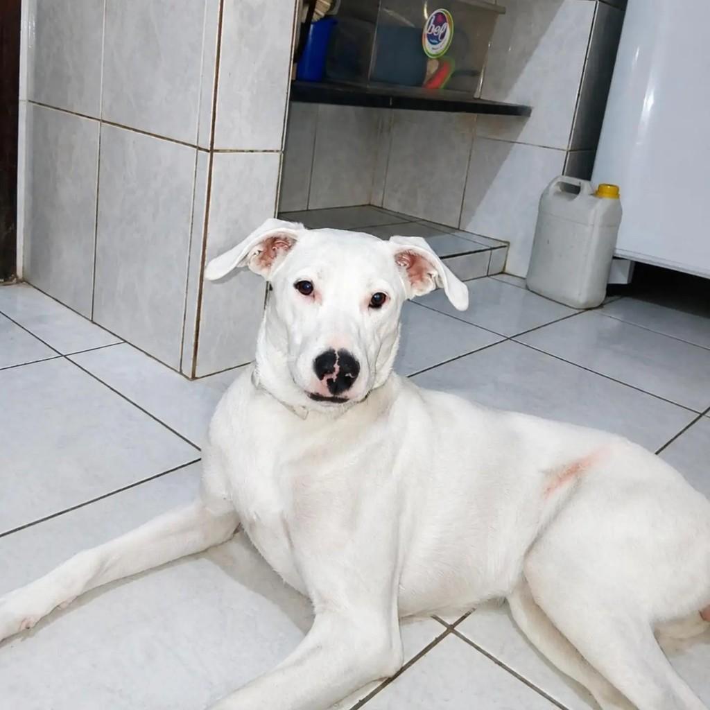 Bela, cachorro de porte médio para adoção em Belo Horizonte - MG