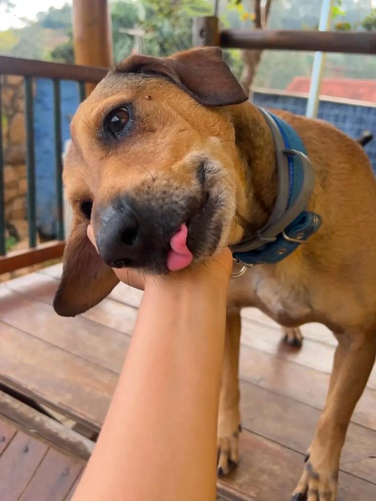 Aramiz, cachorro de porte médio para adoção em Belo Horizonte - MG