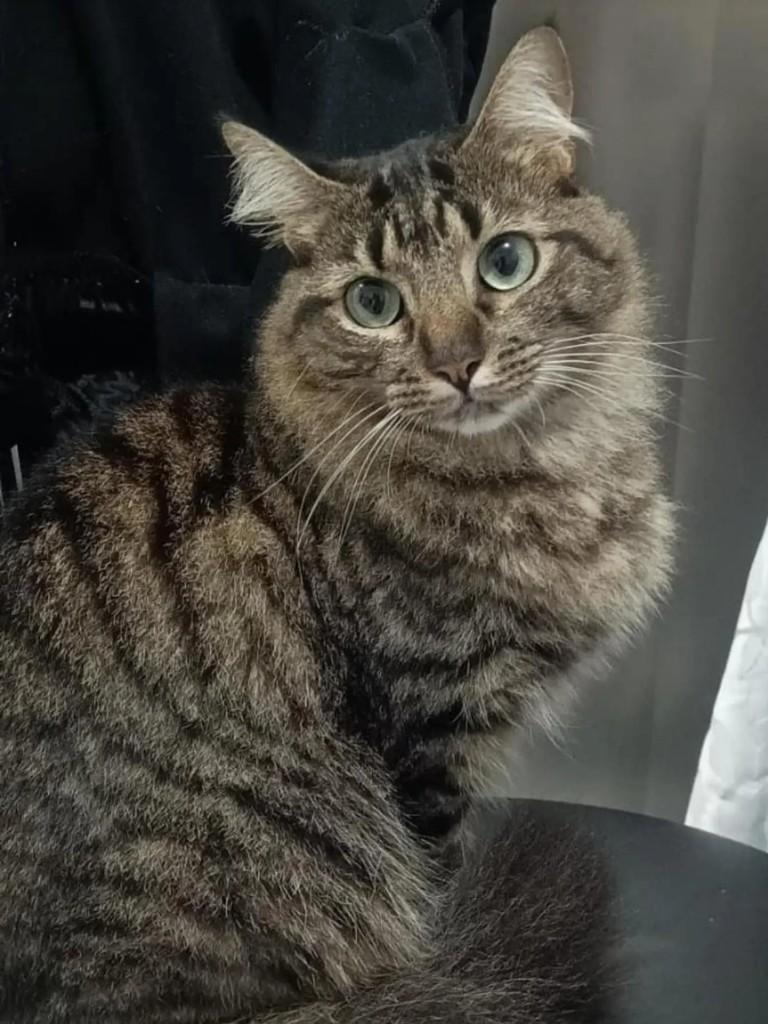 Tereza, gata de porte pequeno para adoção em Cotia - SP