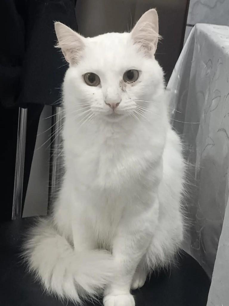 Garoa, gato de porte médio para adoção em Cotia - SP