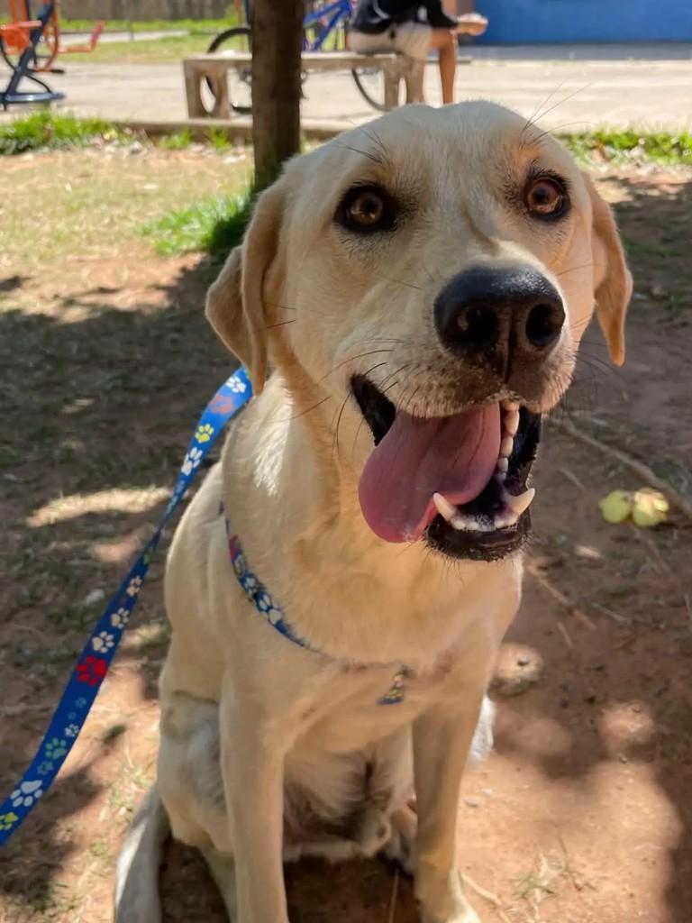 Bob, cachorro de porte grande para adoção em Belo Horizonte - MG