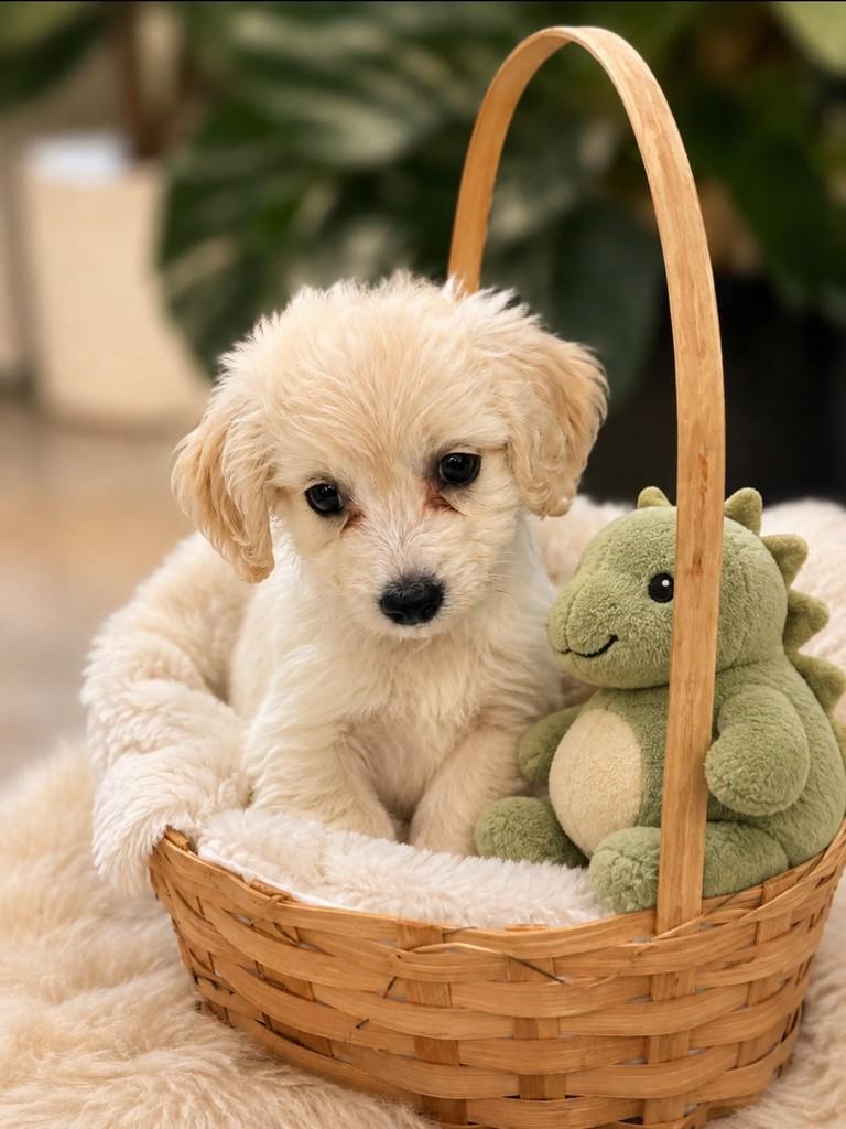 Lucas, cachorro de porte pequeno para adoção em Belo Horizonte - MG