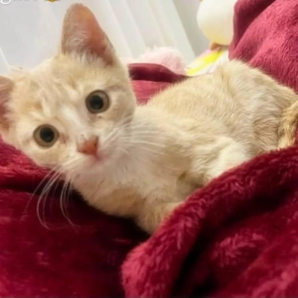Anita, gata de porte pequeno para adoção em Belo Horizonte - MG