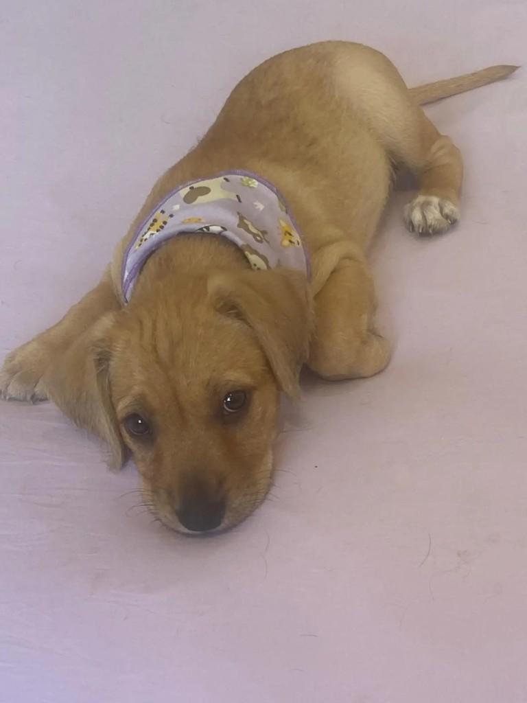 Violeta, cachorro de porte pequeno para adoção em Belo Horizonte - MG